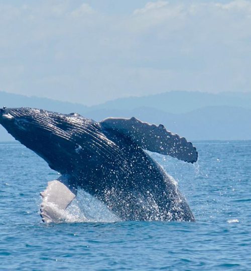 ballenas-y-delfines